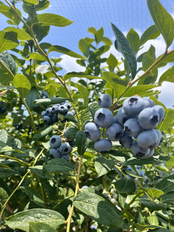 初夏の味覚　さわやかな高原のやみつきブルーベリー