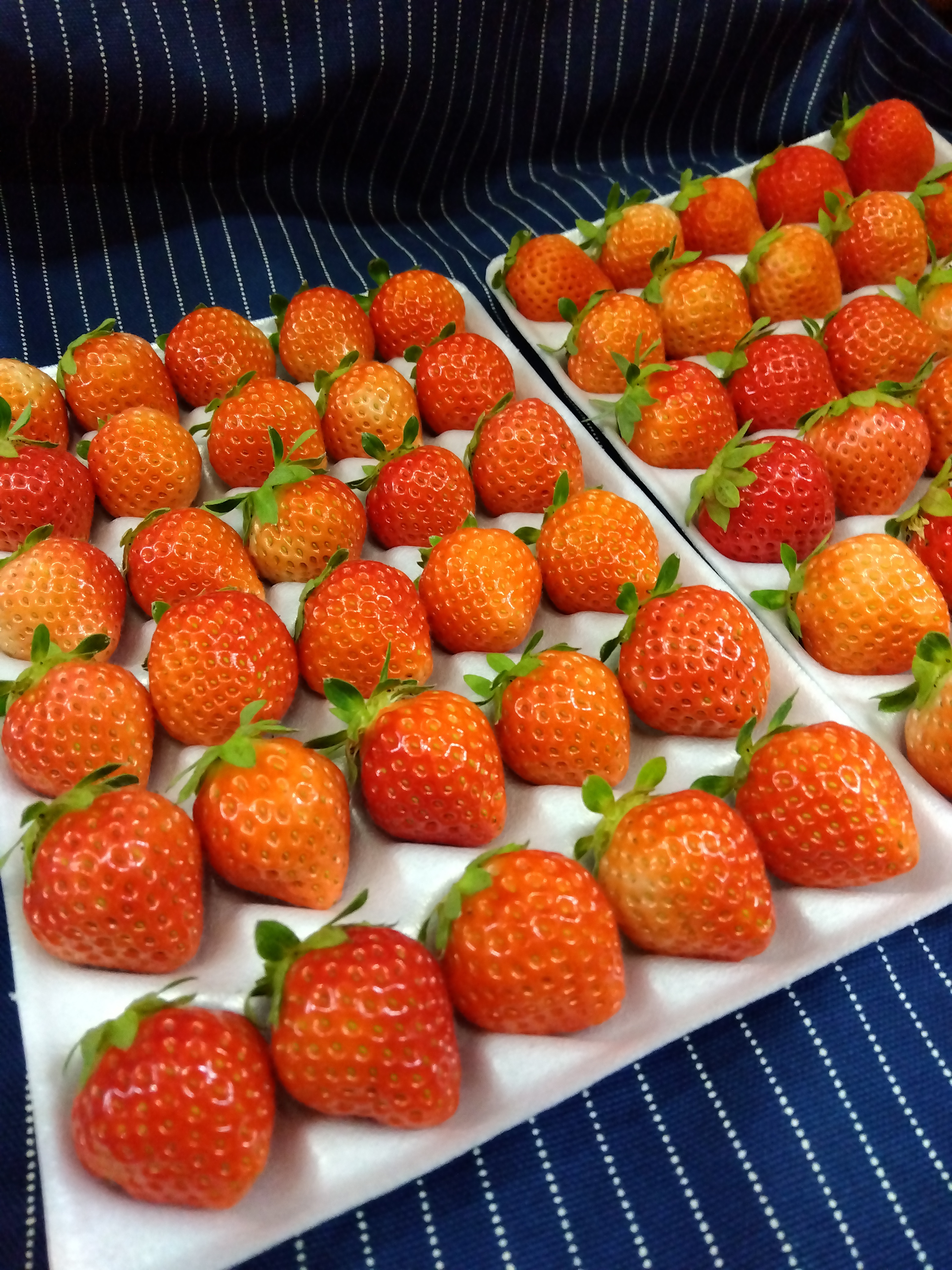 ✨セール中✨青森県産　生いちご　小粒　4kg 　希少　加工用　訳あり　イチゴ