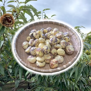 ほっこり甘さ凝縮！『冷凍粗むき栗』山鹿和栗５００g～１ｋｇ