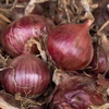 無農薬・無化学肥料で育てた赤玉ねぎ（大〜小サイズミックス）