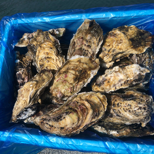 ご注文受付後水揚げ！南三陸志津川産　真牡蠣3kg（kg/6〜9個）加熱用