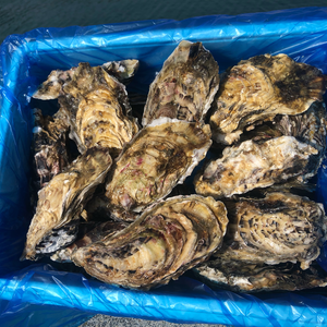 東北有数生牡蠣の名産地　生食OK 南三陸志津川産　真牡蠣4kg（kg/6〜9個）