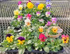 [お花の福袋]★寄せ植えにできるお花たち「オマケ花農家の使う培養土」15苗