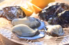 pecco oyster♡ぺっこおいすたー（生食用）
