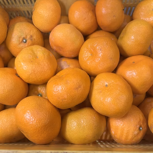 和歌山産　大玉・超大玉　　みかん