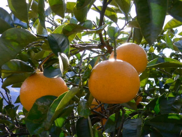 (和歌山県産)木成りゆらはっさく《貯蔵熟成》サイズ混合