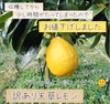 ★天草レモン★訳ありお値下げBOX★