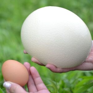 鹿児島県産　ダチョウの卵2個入り