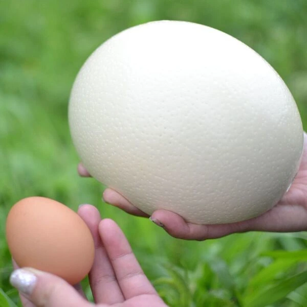 鹿児島県産　ダチョウの卵2個入り