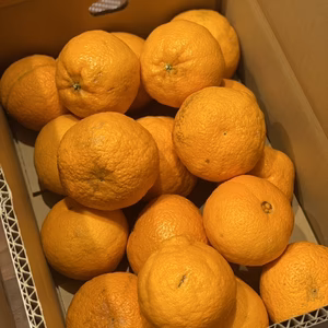 【産地直送】訳あってお買い得！不知火（デコポン）