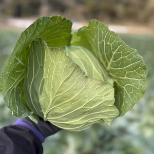 食卓を彩るアンビエントキャベツ‼️