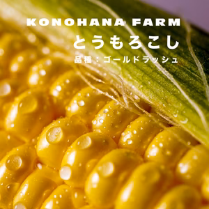甘さが口の中でハジける！真夏の黄色い宝石「富士河口湖町産のとうもろこし」