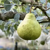 西洋梨《オーロラ》平棚栽培で袋をかけ大事に育てました