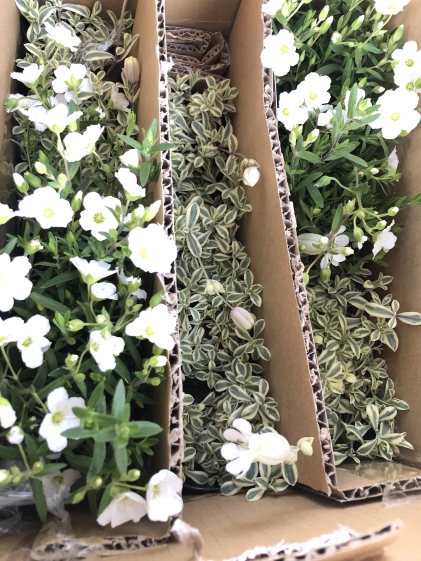 白いお花好きさんへ 宿根 アレナリアホワイトサマー シレネ ユニフローラのセット 農家漁師から産地直送の通販 ポケットマルシェ