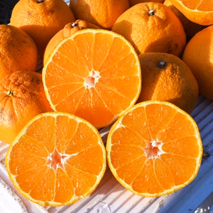 ★超特価★小玉【訳あり】不知火みかん10kg 佐賀県