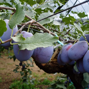 やゆーさん専用プルーン（グランドプライス）