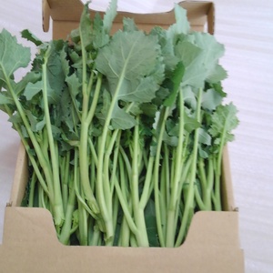 【冷蔵便でお届け】三陸からお届け！三陸つぼみ菜。