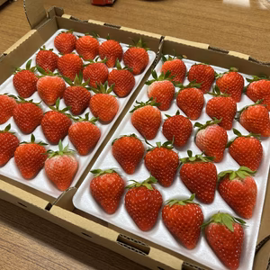 夏いちご「サマーリリカル」2Lサイズ