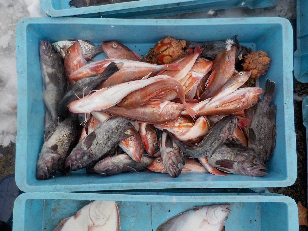 12487090_1740978239469485_3348732855118879895_o