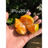 ✩本気みかん✩まるで魔法？！ 和歌山有田みかん（家庭用）12月 早生みかん