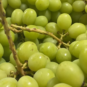 【訳あり2kg】まろやかな甘みと高貴な香り！山梨県産シャインマスカット2k前後