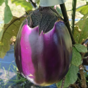 暑さに負けるな‼️ 夏の✨ナス祭り✨ ナス3種類とジャンボピーマン食べ比べセット