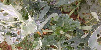 いろいろ悩みましたが、農薬を使うことに決めました（No.2）