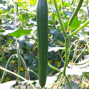 三河のハッシーきゅうり