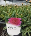 四季咲きマーガレット★大鉢仕立てミニピンク・ダブルディープローズ