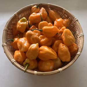 熊野のうま辛ハバネロオレンジ《生》