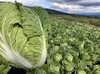 なべくら高原産・新鮮白菜