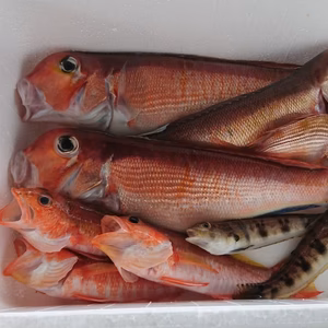 高級天然魚アカアマダイ小サイズ1㎏(3～4匹)+α  