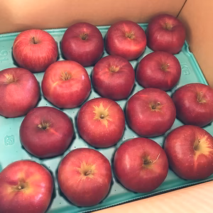 福島の美味しい林檎　蜜入りいわせっ娘（大玉）　5ｋｇ～　りんご・リンゴ