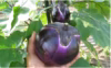 世界一の茄子・ヴィオレッタ・デ・フィレンチェ