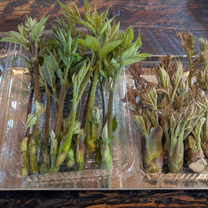 天ぷらセット　タラの芽と山ウドの新芽