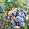 ブルーベリー食べ比べセット
