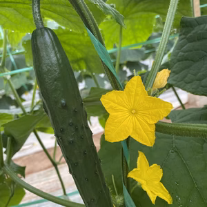 【夏価格】【訳あり】クール便！新鮮朝採りきゅうり2kg色々詰め合わせ