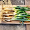 【訳あり】松本一本ねぎ 土付き 不揃い【2kg】