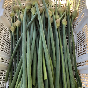 無臭ジャンボニンニクの芽早い者勝ち！！