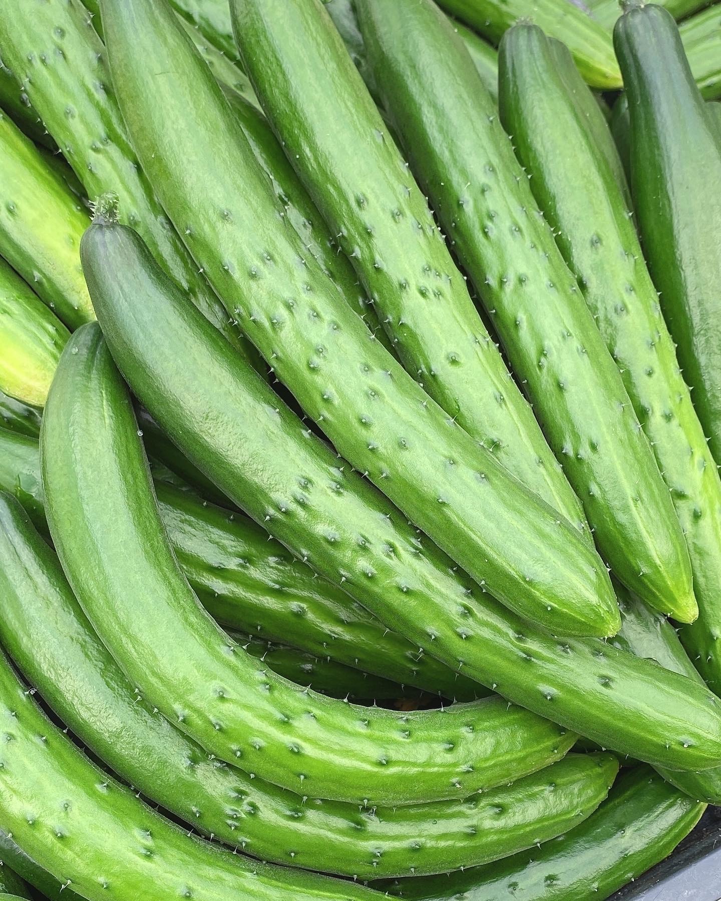 きゅうりの通販・お取り寄せ商品｜野菜｜ポケットマルシェ｜産地直送で