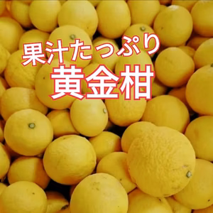 第二弾❢ムッキー付【黄金柑】見た目とギャップの味！甘果汁  