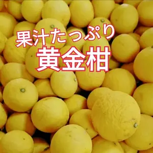 第二弾❢ムッキー付【黄金柑】見た目とギャップの味！甘果汁  
