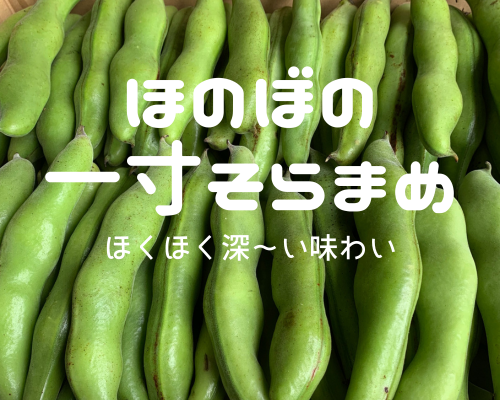 4月下旬～ 朝穫れ❗ホクあまっ ❗1.5㎏ さや付きそら豆｜野菜の商品