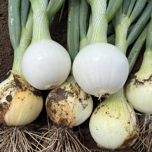 今が旬！芳醇新玉ねぎ