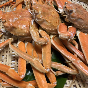 １０月解禁！【訳あり】新潟県産本ズワイガニ(オス)(生で発送) 村上市笹川流れ