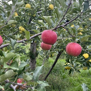 【品種おまかせ】家庭用りんご 2品種詰合せ 箱満タンで発送します❗️信州りんご 