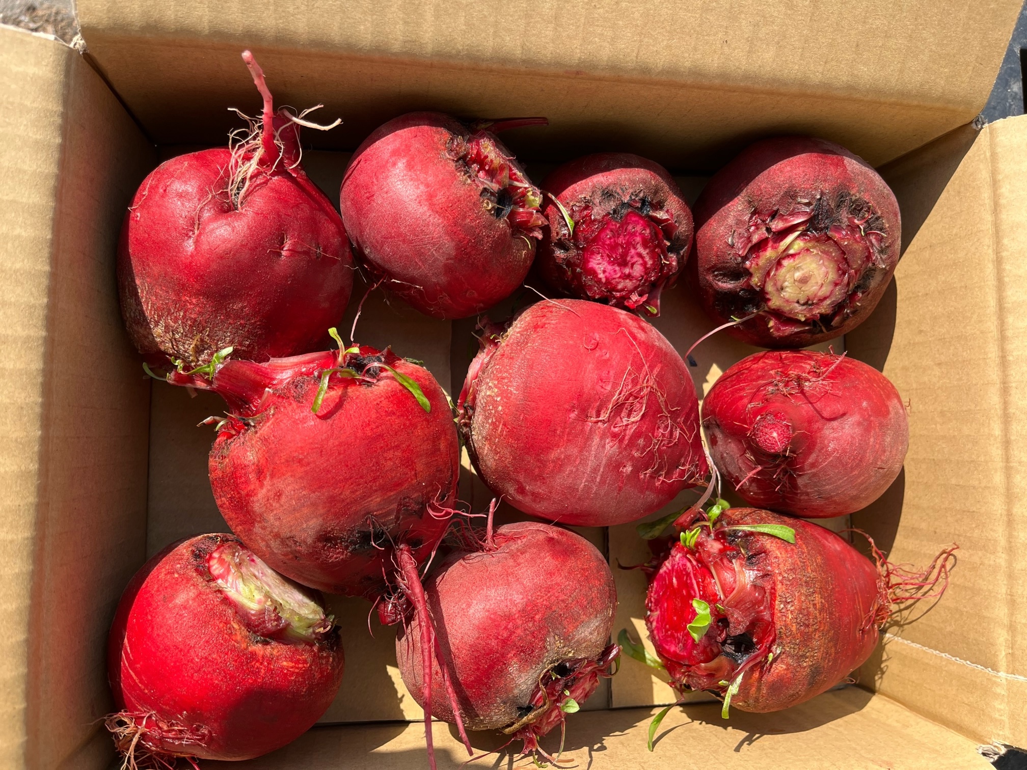 ビーツの通販・お取り寄せ商品｜野菜｜ポケットマルシェ｜産地