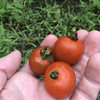 旬をそのままお届け！！皮ごと食べれる農薬不使用・在来種の棚田野菜セット！
