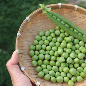 【春の旬!!】鞘付きグリーンピース ※栽培期間中農薬不使用