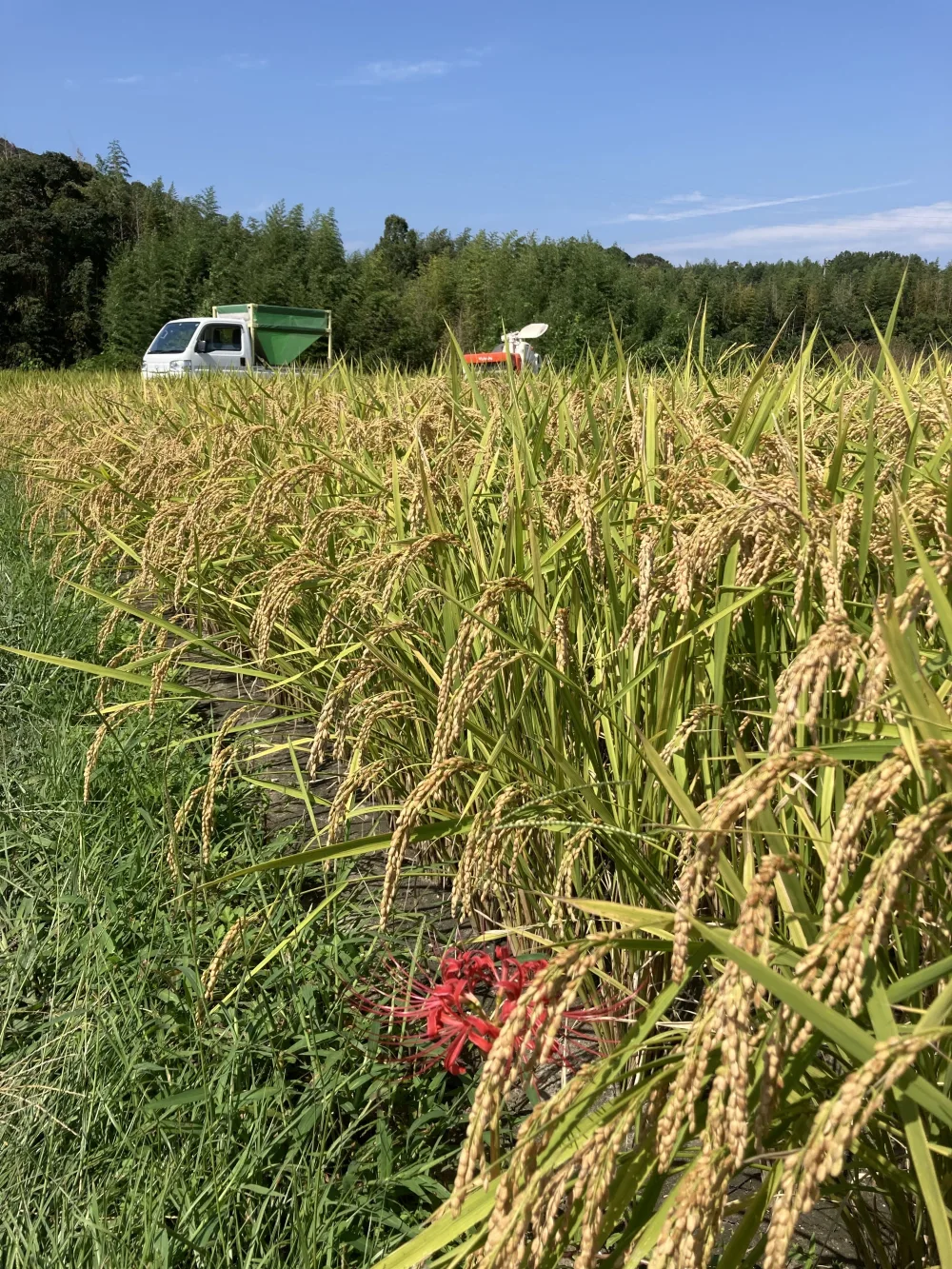 【新米】ご飯だけでお箸が進む☆つやつや ふっくら☆キヌヒカリ 5kg・10kg